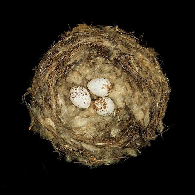 25 удивительных снимков! Шедевры природной архитектуры — птичьи гнезда 51