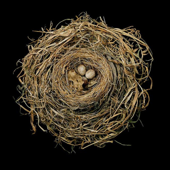 25 удивительных снимков! Шедевры природной архитектуры — птичьи гнезда 47
