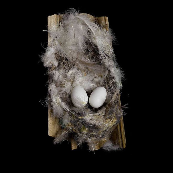 25 удивительных снимков! Шедевры природной архитектуры — птичьи гнезда 49