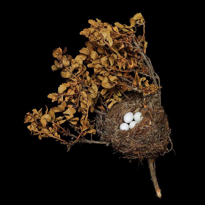 25 удивительных снимков! Шедевры природной архитектуры — птичьи гнезда 50