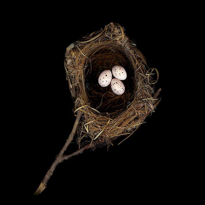 25 удивительных снимков! Шедевры природной архитектуры — птичьи гнезда 52