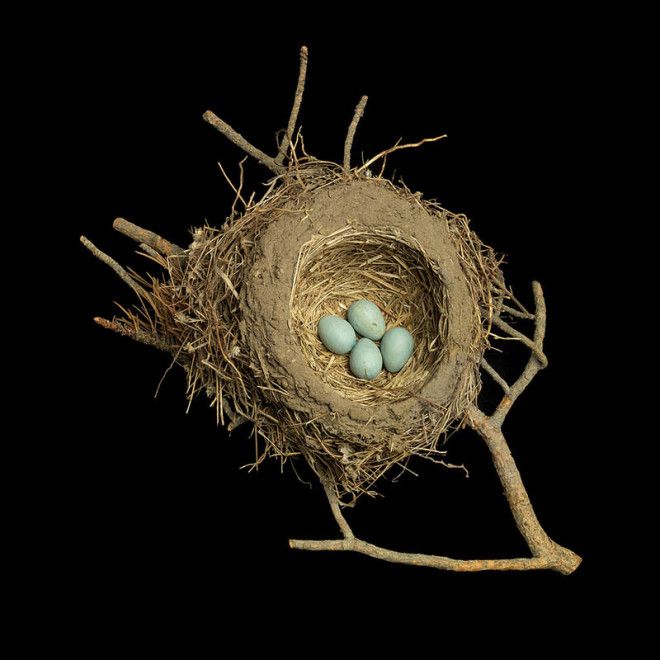 25 удивительных снимков! Шедевры природной архитектуры — птичьи гнезда 45