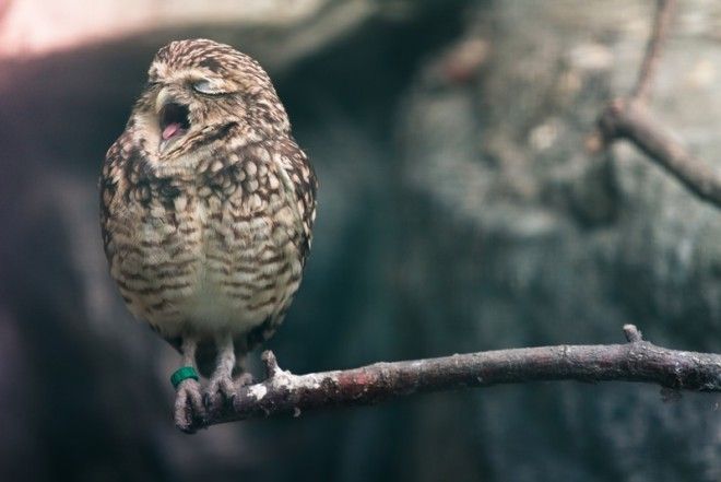 Это 100 самых ценных снимков сов всех времен и народов 127