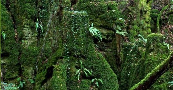 Загадочный Пазлвуд — лес, подаривший вдохновение самому Толкиену 19