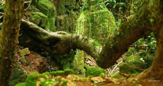 Загадочный Пазлвуд — лес, подаривший вдохновение самому Толкиену 21