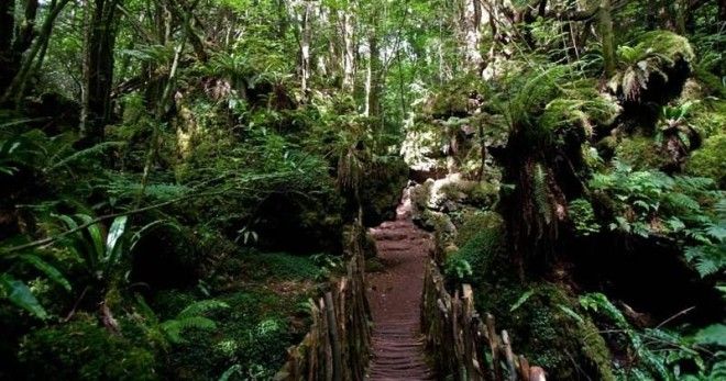 Загадочный Пазлвуд — лес, подаривший вдохновение самому Толкиену 22