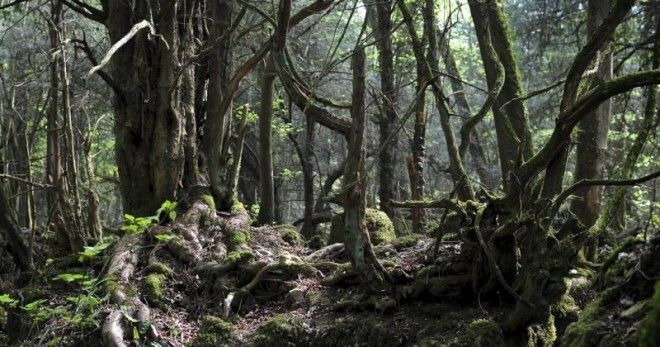 Загадочный Пазлвуд — лес, подаривший вдохновение самому Толкиену 20