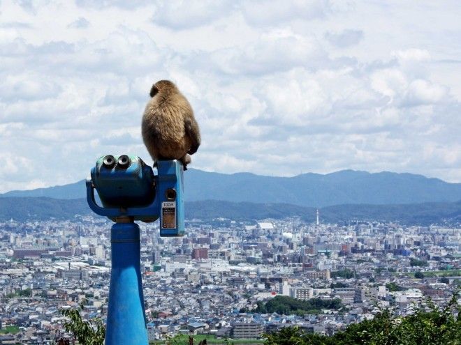 Почему Киото выбрали лучшим городом мира: 23 фотодоказательства 47