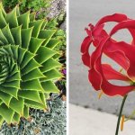 20 растений, которые настолько идеальны,  что по геометрии точно получили бы отлично