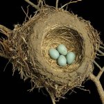 25 удивительных снимков! Шедевры природной архитектуры — птичьи гнезда