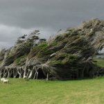 15 деревьев, которые как будто с другой планеты