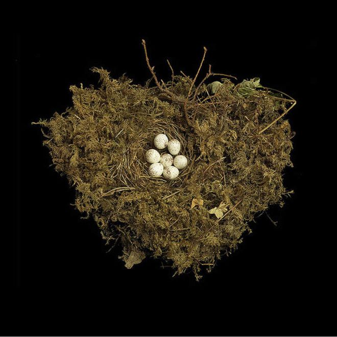 25 удивительных снимков! Шедевры природной архитектуры — птичьи гнезда 54