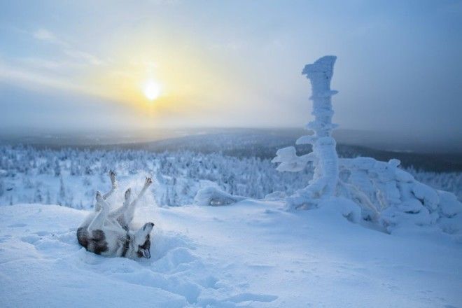 20 причин, почему Лапландия — волшебное место, чтобы справлять Новый год 45