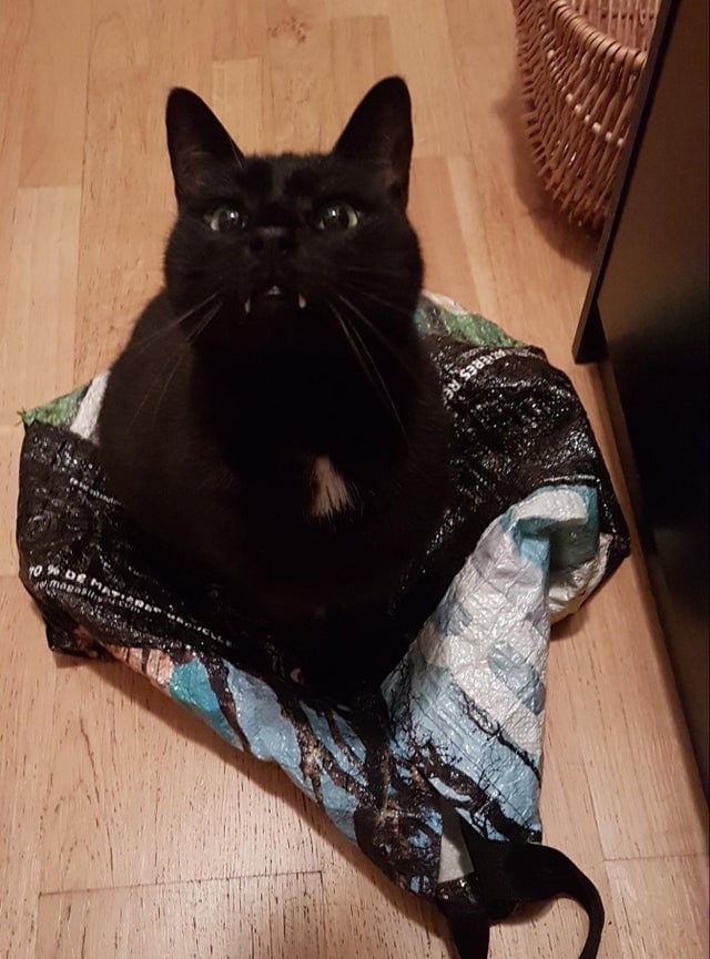 16 фотографий чёрных котов, которые, вопреки суевериям, приносят в дом только радость и веселье 54