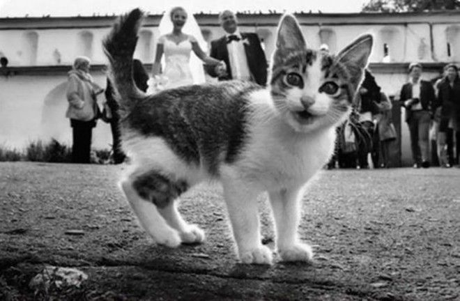 25 фотографий, которые стали интересными только благодаря котам 33