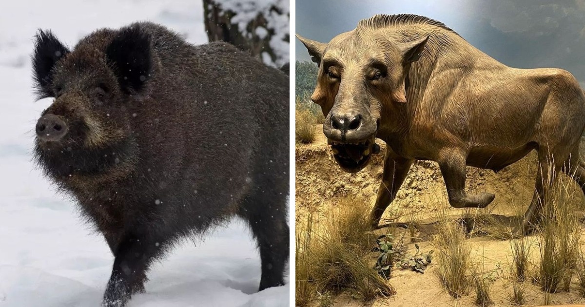 16 фотосравнений современных животных с их предками, глядя на которые сложно поверить глазам 59