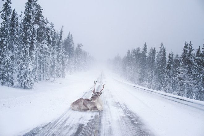 20 причин, почему Лапландия — волшебное место, чтобы справлять Новый год 40