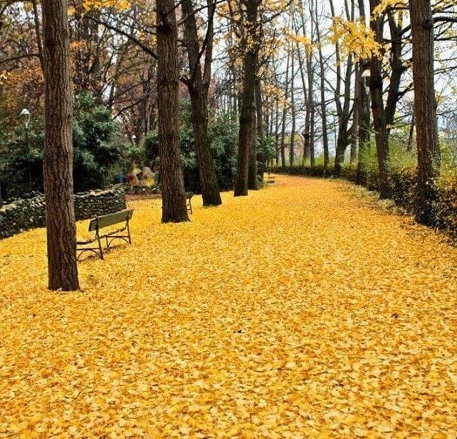 25 потрясающих фото о том, как осень умеет творить настоящие чудеса 44