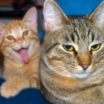 25 фотографий, которые стали интересными только благодаря котам