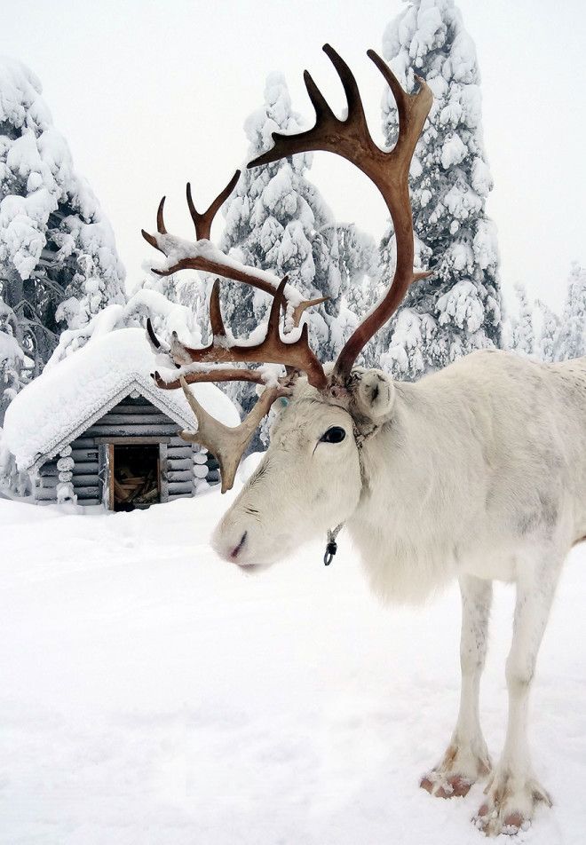 20 причин, почему Лапландия — волшебное место, чтобы справлять Новый год 41