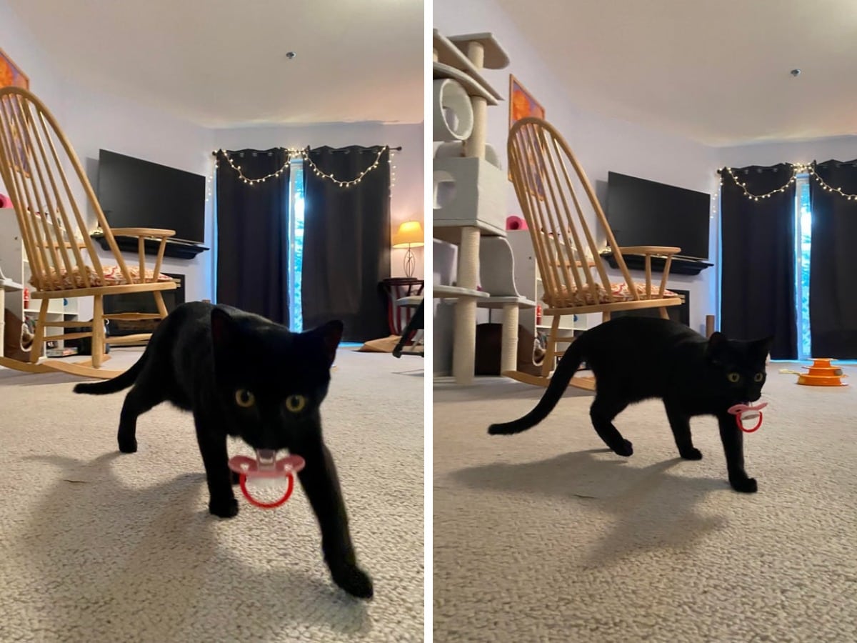 16 фотографий чёрных котов, которые, вопреки суевериям, приносят в дом только радость и веселье 55
