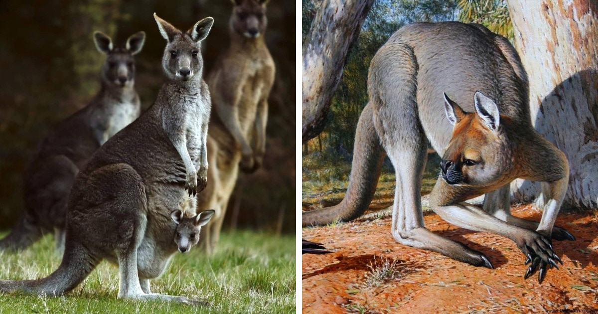 16 фотосравнений современных животных с их предками, глядя на которые сложно поверить глазам 55