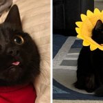 16 фотографий чёрных котов, которые, вопреки суевериям, приносят в дом только радость и веселье