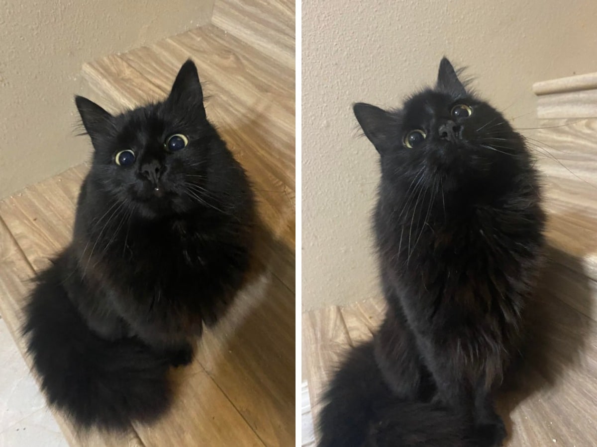 16 фотографий чёрных котов, которые, вопреки суевериям, приносят в дом только радость и веселье 49