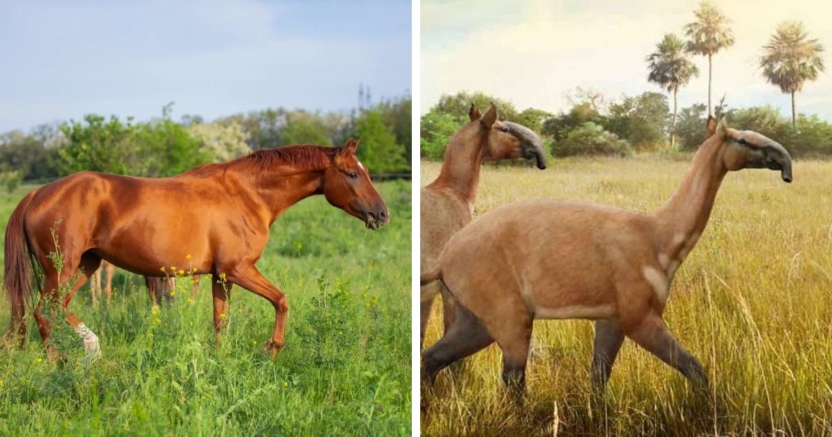 16 фотосравнений современных животных с их предками, глядя на которые сложно поверить глазам 56