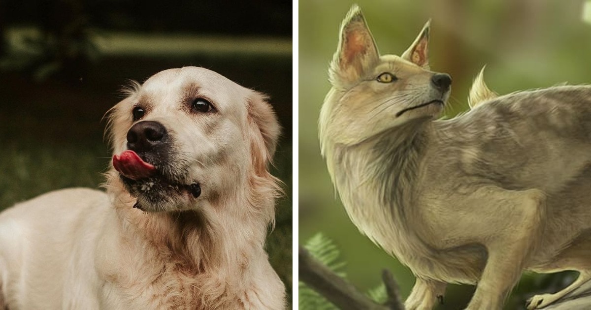16 фотосравнений современных животных с их предками, глядя на которые сложно поверить глазам 60