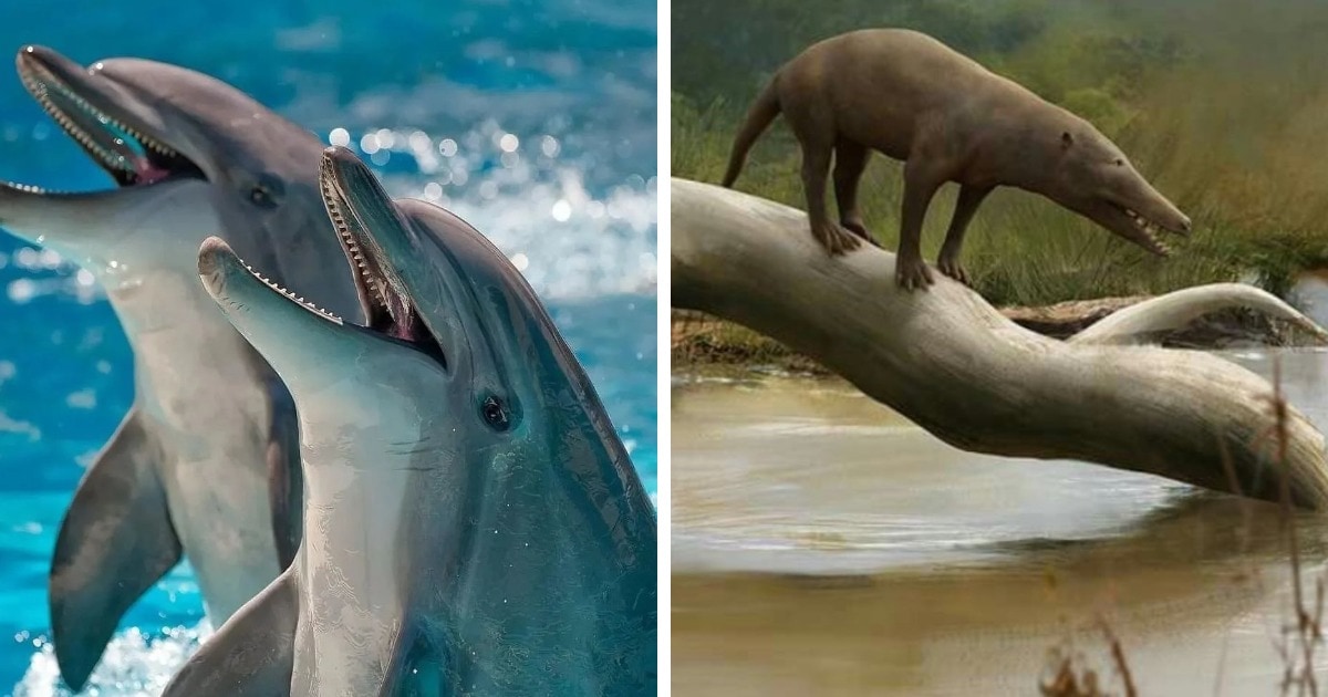 16 фотосравнений современных животных с их предками, глядя на которые сложно поверить глазам 51