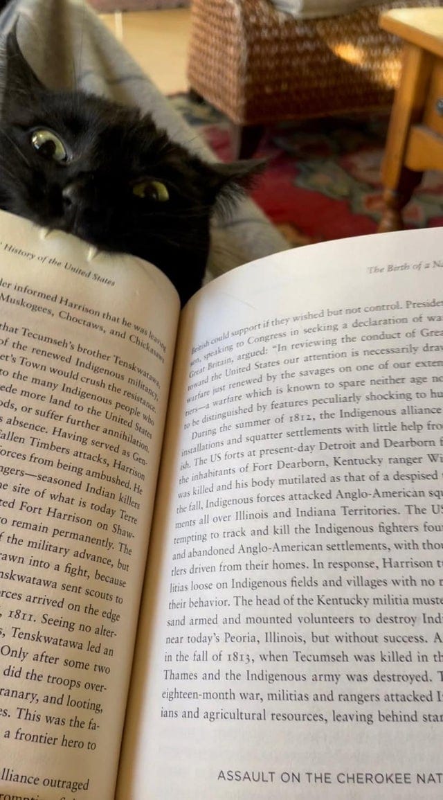 16 фотографий чёрных котов, которые, вопреки суевериям, приносят в дом только радость и веселье 56