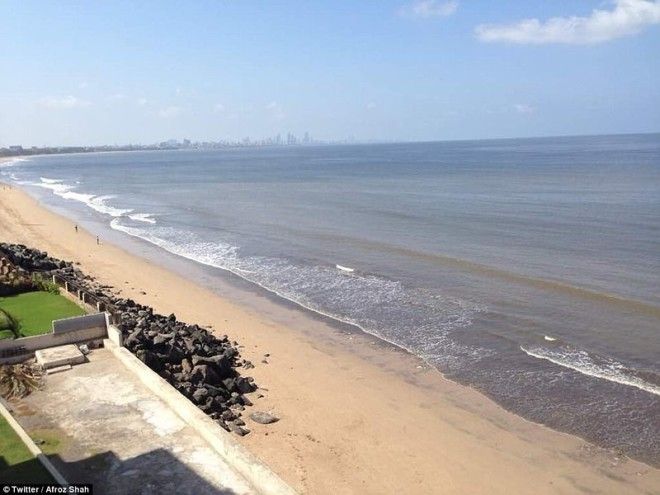 Чемпион Земли: как обычный человек очистил пляж от 5000 тонн мусора 42