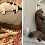 16 фото, которые показывают, что строгие правила и хорошие манеры существуют для всех, кроме котов