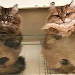 Пятки, пузики и шерсть: убойная доза милоты — котики на стекле, вид снизу