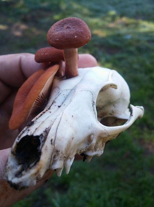 15 фотографий необычных грибов, которые смогут вас удивить 59