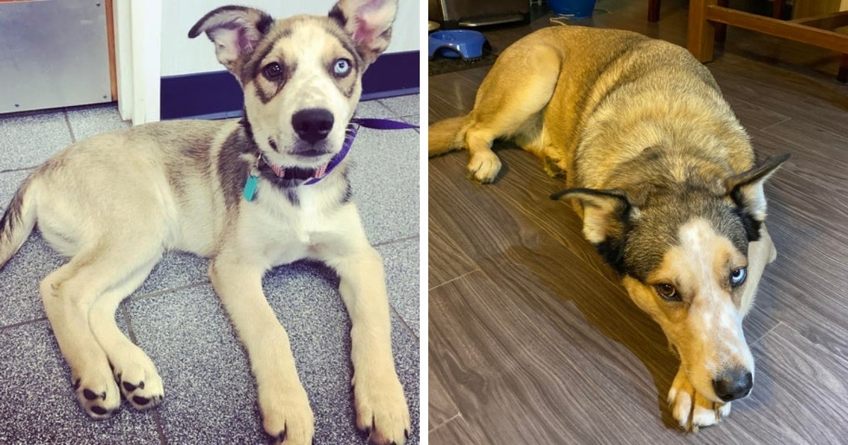 18 фотографий до и после того, как милые щеночки превратились в шикарных собачищ 63