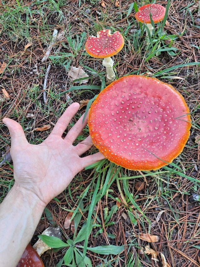 15 фотографий необычных грибов, которые смогут вас удивить 54