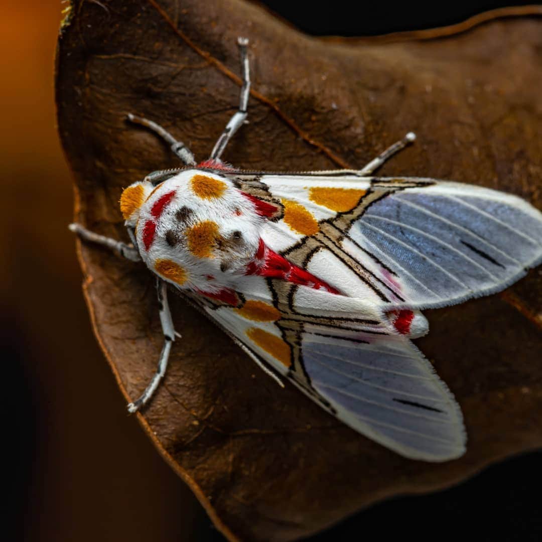 17 диковинных насекомых, создавая которых природа переплюнула саму себя 64