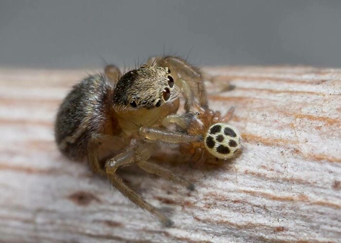 20 фотографий милых пауков, которые растопят ваше сердце не хуже кота из Шрека 69