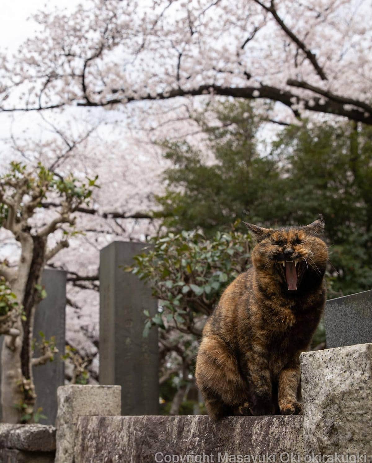 20 снимков уличных котов от японского фотографа, который как никто умеет запечатлевать харизму этих бродяг 78