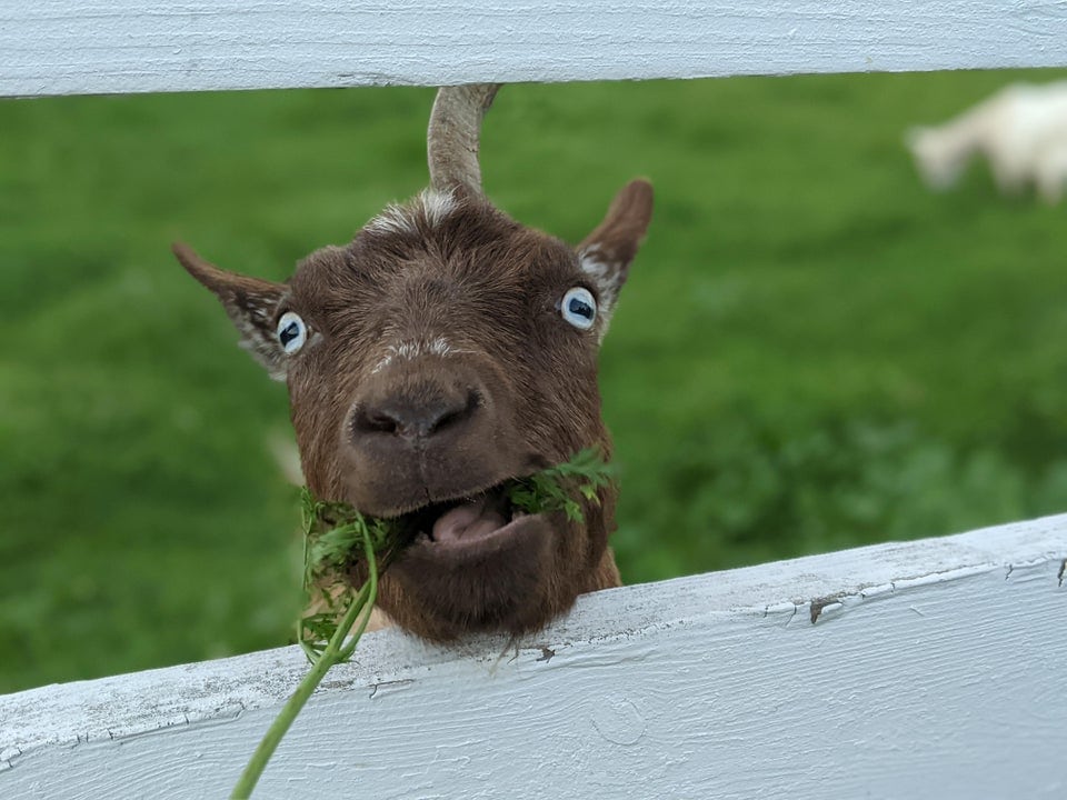 17 фото, которые доказывают, что “козёл” — это не оскорбительно, а бееезумно мило и смешно 67