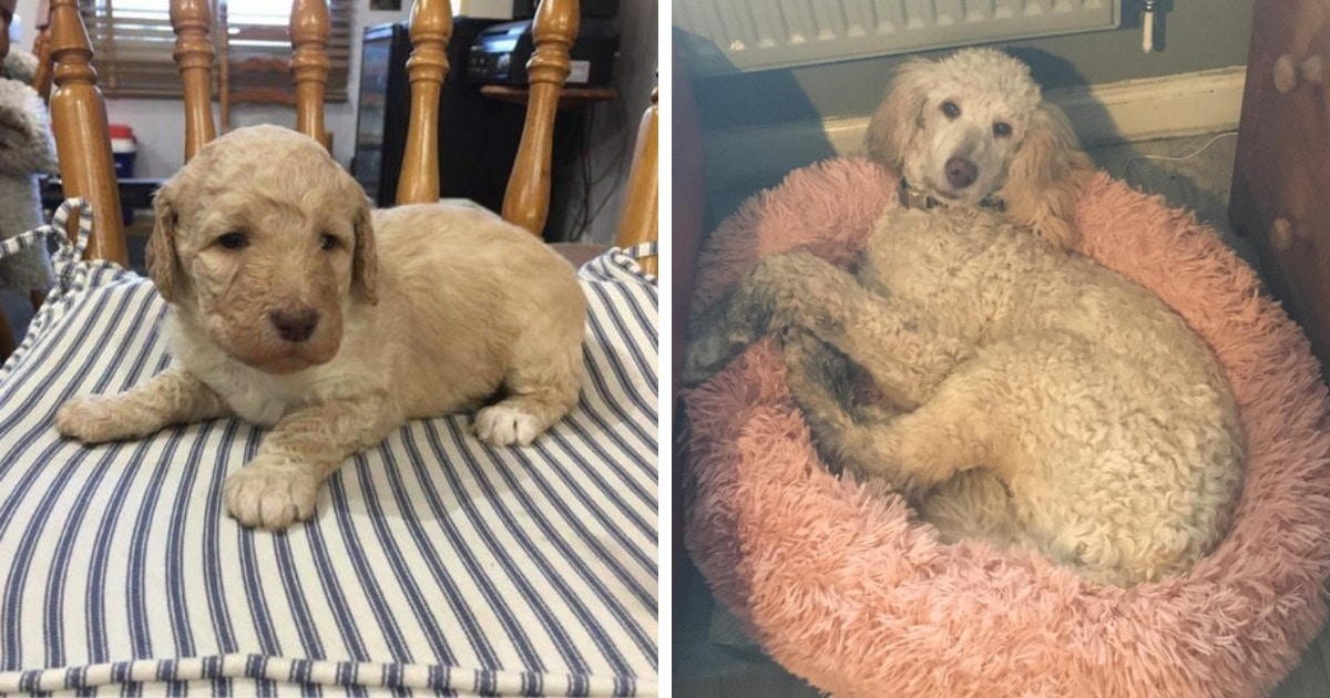 18 фотографий до и после того, как милые щеночки превратились в шикарных собачищ 65