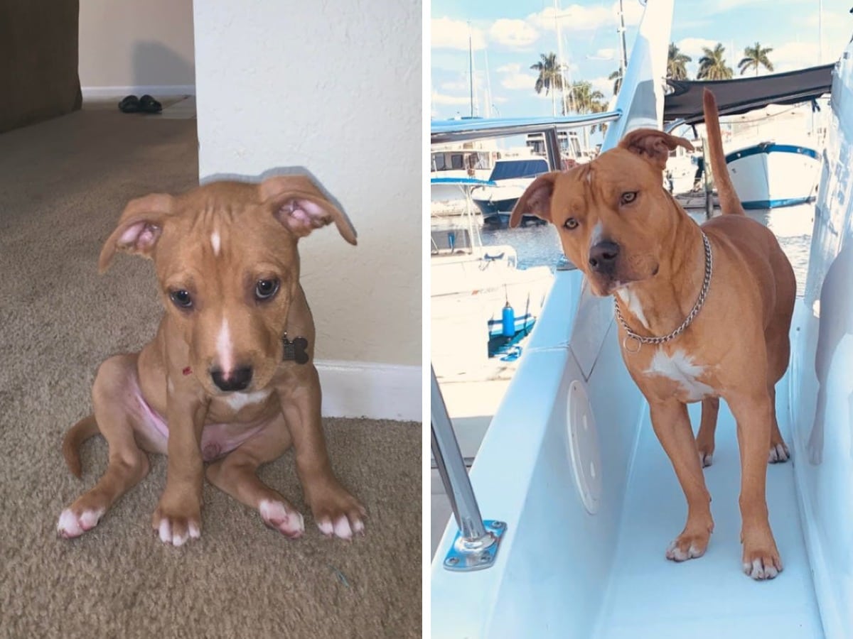 18 фотографий до и после того, как милые щеночки превратились в шикарных собачищ 68