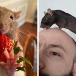 15 фото, которые реабилитируют крыс в глазах общества — ведь они тоже очень милые и смешные питомцы