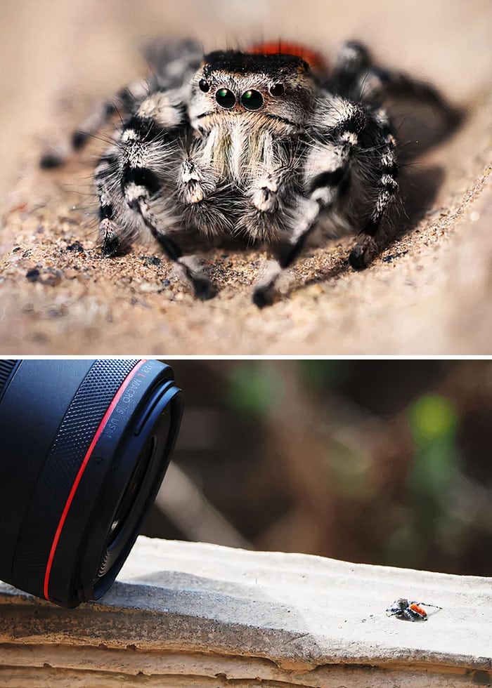 20 фотографий милых пауков, которые растопят ваше сердце не хуже кота из Шрека 80