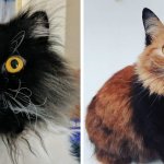 17 необычных и забавных котов, которых как будто сконструировали в фотошопе, но вообще-то нет