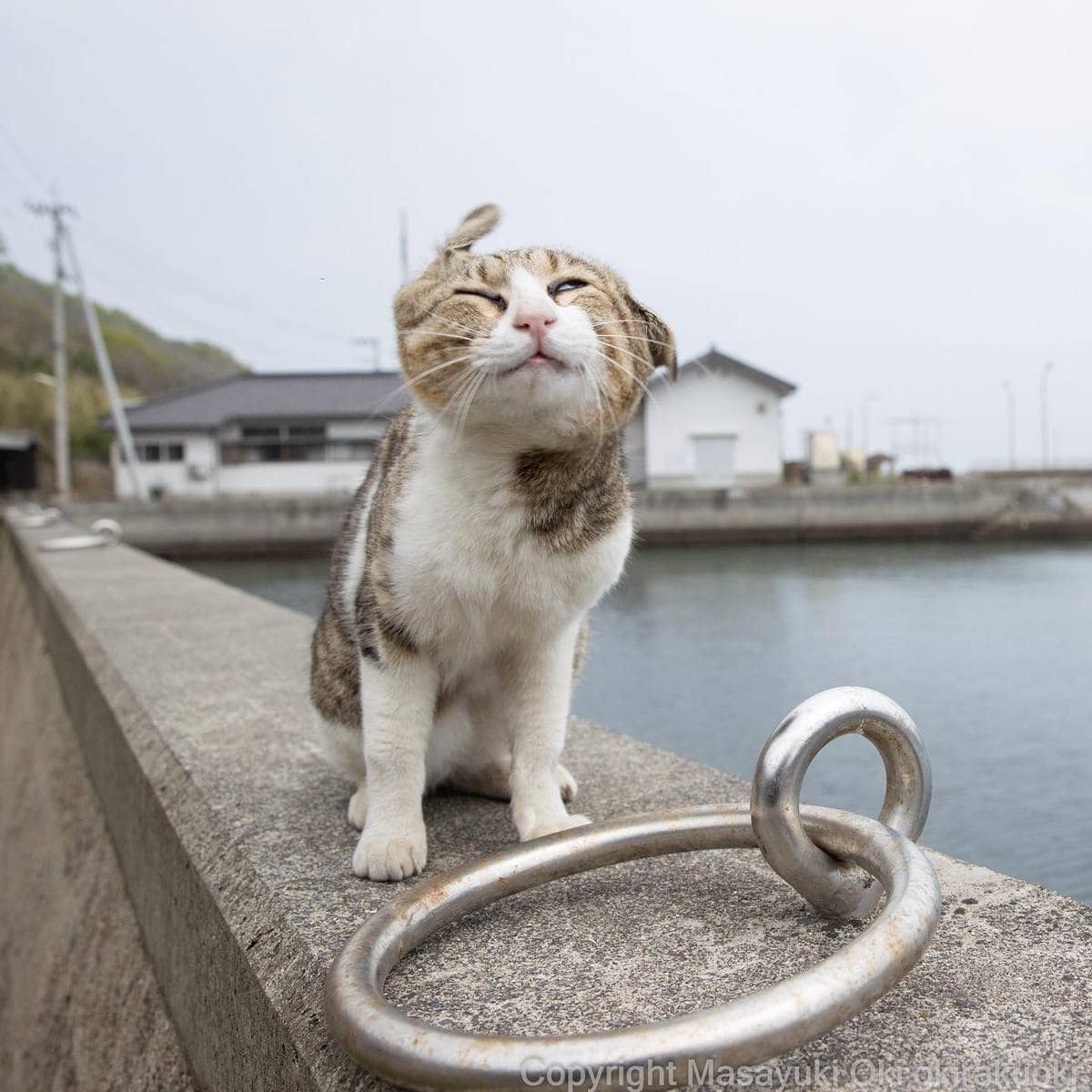 20 снимков уличных котов от японского фотографа, который как никто умеет запечатлевать харизму этих бродяг 64