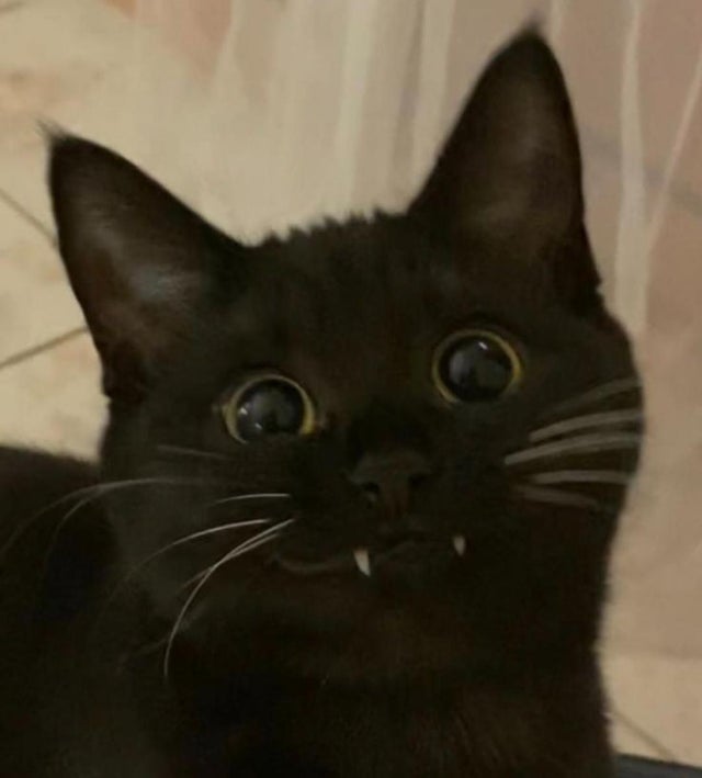 18 фотографий чёрных котов — милых, крутых, забавных и приносящих в дом только радость 55