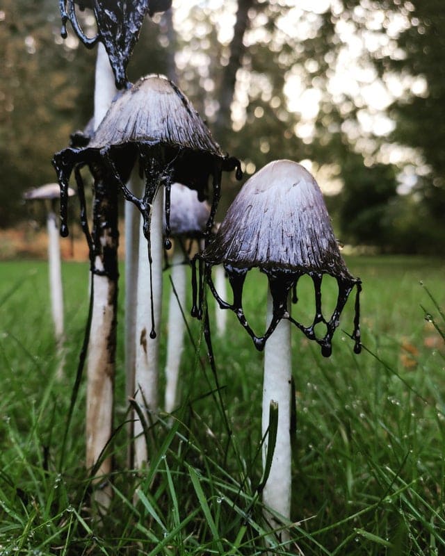 15 фотографий необычных грибов, которые смогут вас удивить 51